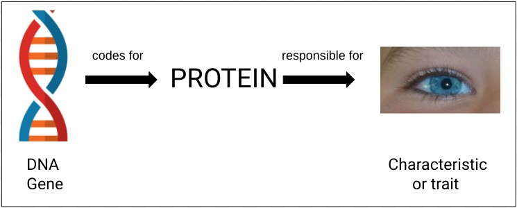 DNA genes code for proteins responsible for a characteristic or genetic trait