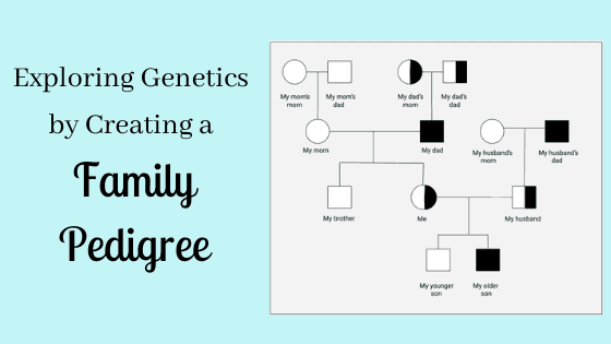 Using a family pedigree to study genetics