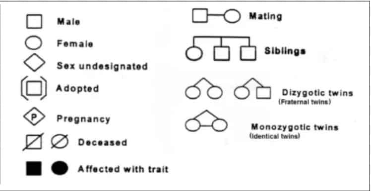 Common symbols used in pedigrees and what they represent
