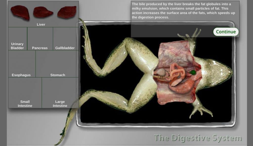 Screenshot taken while using the eMind Frog Tutorial virtual dissection simulation